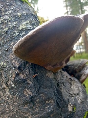 Phellinus nigricans