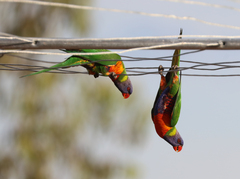 Trichoglossus moluccanus