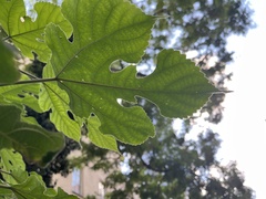 Broussonetia papyrifera