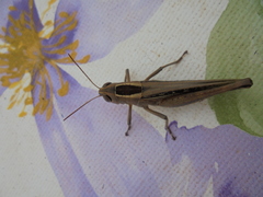 Eyprepocnemis plorans