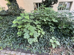 Broussonetia papyrifera