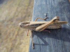 Eyprepocnemis plorans