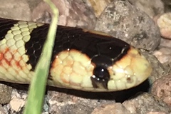 Gyalopion quadrangulare
