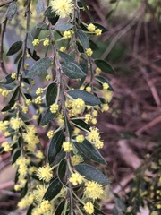 Acacia howittii