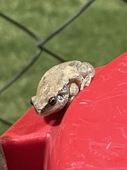 Litoria rubella
