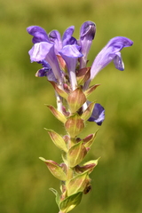Scutellaria alpina