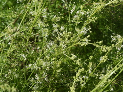 Galium album