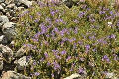Scutellaria alpina