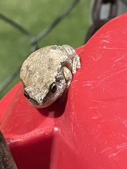 Litoria rubella