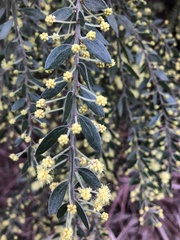 Acacia howittii