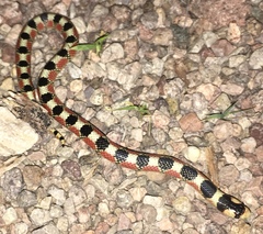 Gyalopion quadrangulare