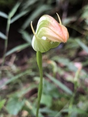 Pterostylis hildae
