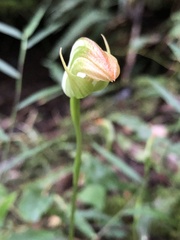 Pterostylis hildae