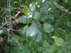 Crataegus chrysocarpa