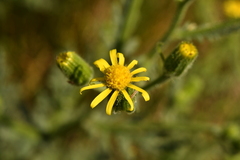 Senecio viscosus