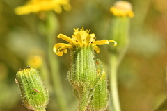 Senecio viscosus