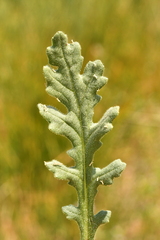 Senecio viscosus
