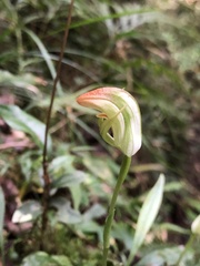 Pterostylis hildae