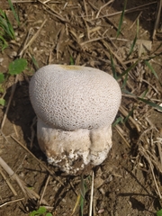 Lycoperdon
