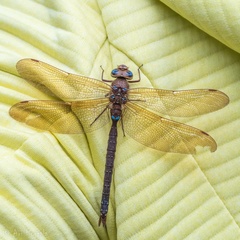 Aeshna grandis