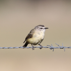 Acanthiza chrysorrhoa