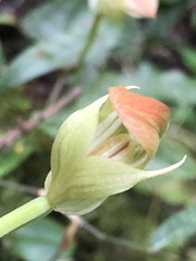 Pterostylis hildae