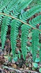 Polystichum setiferum