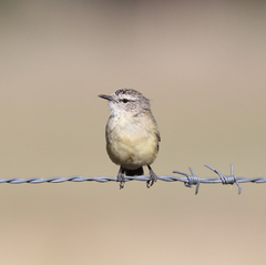 Acanthiza chrysorrhoa