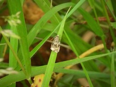 Syricoris lacunana