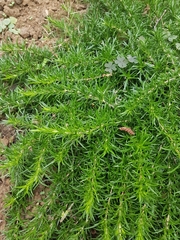 Phlox subulata