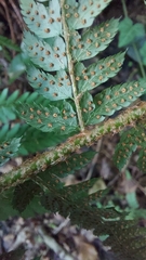 Polystichum setiferum