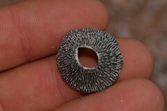 Balanomorpha
