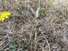 Spiranthes spiralis