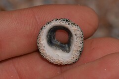 Balanomorpha