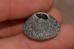 Balanomorpha
