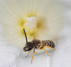Halictus rubicundus