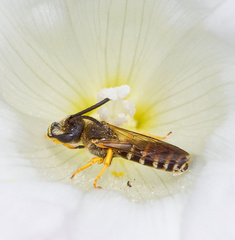 Halictus rubicundus