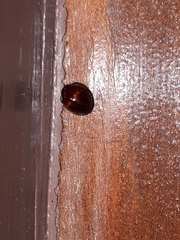 Chilocorus bipustulatus