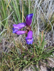 Penstemon hallii