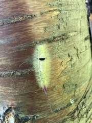 Calliteara pudibunda