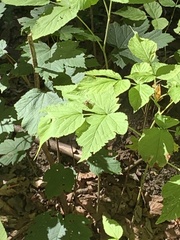 Rubus idaeus