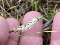 Spiranthes spiralis