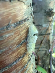 Calliteara pudibunda