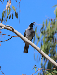 Coracina novaehollandiae