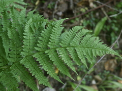Athyrium angustum
