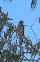 Coracina novaehollandiae