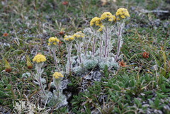 Artemisia senjavinensis