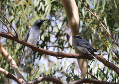 Coracina novaehollandiae