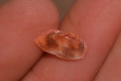 Barbatia