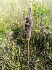 Xanthorrhoea